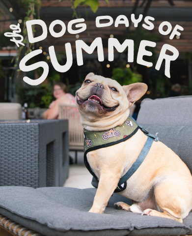 Dog Days of Summer event graphic